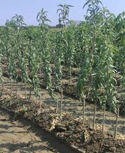 Viveros Gonzalo imagen 7