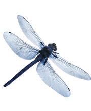 MétamorFozes - Bilan de Compétences -Coaching - Psychopraticienne - DISC - Formation - image 3