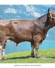 Schweizer Original Braunvieh Zuchtbetrieb Quarten Bild 3