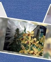 Pompes Funèbres Bonzom image 16