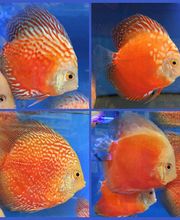 peces-rojos-01-g.jpg