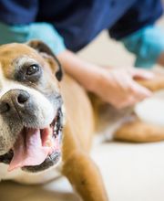 Lakewood Animal Hospital image 9