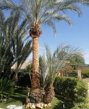 Jardineros_de_Murcia_2.jpeg