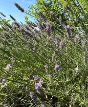 Au détour d'un jardin image 6