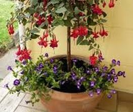 Wiedmer-Blumen AG Bild 7