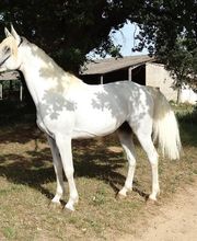 Les Ecuries D'aurabelle image 9