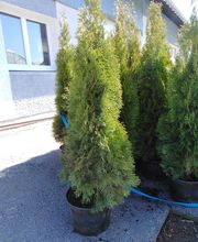 Hanriot Fleurs image 14