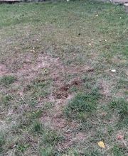 Baron Frederic image 13