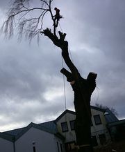 Baumkrone René Hannak Bild 4