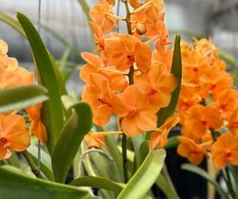Orchidable di Andrea Martina Bild 9