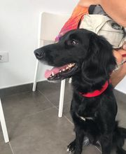 Veterinario Vet Sur Armeñime imagen 6