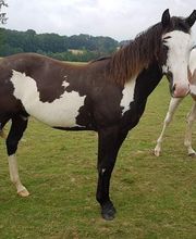 Elevage Kimy's Valey image 9