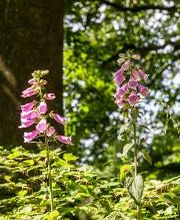 FriedWald Ostheide Bild 10