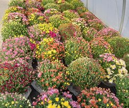 BJL Potager image 10