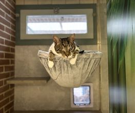 Dierenhotel Pandora afbeelding 5