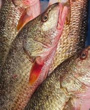 Julio Pérez SL imagen 2