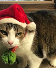 Apple Valley Veterinary Clinic image 3