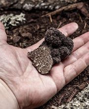 Mugello Tartufi immagine 2