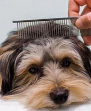 L'Espace Canin image 2