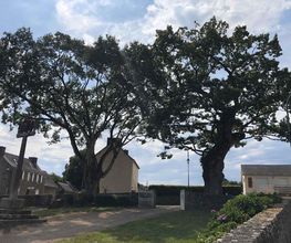 Breizh Arborescence image 3