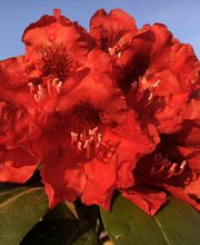 Baumschulen Eilers GbR Bild 4