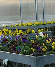 Grün Schaffhausen Bild 10