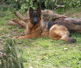 Edu'Canis 60 image 7