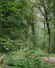 Eichen, Buchen, Hainbuchen, Kiefern und Lärchen prägen den FriedWald Dietzenbach.