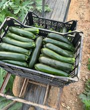 Agrícola Buhai imagen 6