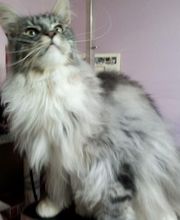 À la Maison du Toilettage image 12