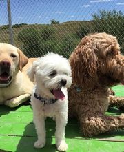 A Dog's World image 15