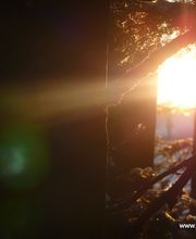 ViaAniMenTi Heilpraxis & Falknerei Bild 4