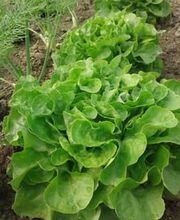 Biohof Schär Matthias & Corinne Bild 4