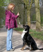 Hundezentrum MG Hundeschule Bild 1