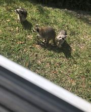 Critter Control image 14