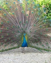 le Promeneur Bild 14