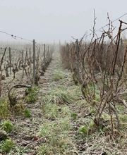 Champagne Petit-Triolet image 1