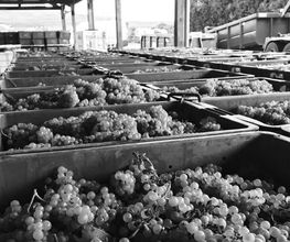 CHAMPAGNE PIERRE MONCUIT image 2