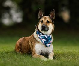 Antho Educanine image 4