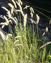 Staudengärtnerei David Müller Bild 51