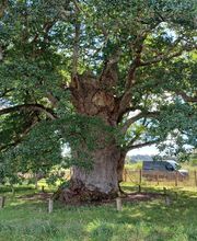 Bois Et Patines image 5