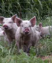 Jenzer Fleisch und Feinkost AG Bild 2