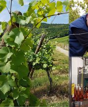 Colon Pierre SCEA image 15