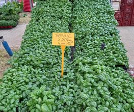 BJL Potager image 4