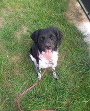 Binôme A 3 Education Canine image 15