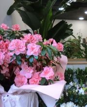 Sara Fiori immagine 1