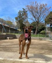 Adiestra2 / Adiestrador Canino en Barcelona y alrededores imagen 9