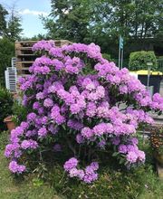 Gärtnerei Goldschmitt B. Jungnitsch Bild 14