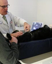 Pound Ridge Veterinary Center image 6