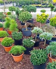 Wilhelm Kruse Baumschule Bild 4